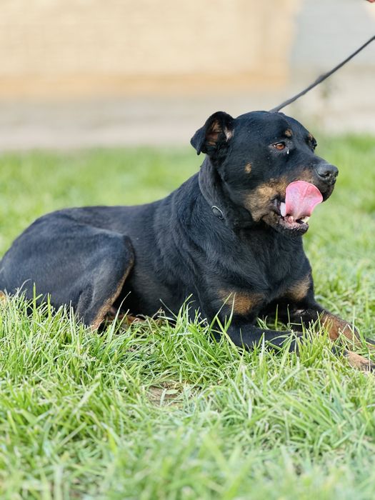 Ротвелер. 2 года. Ищет семью. Девочка