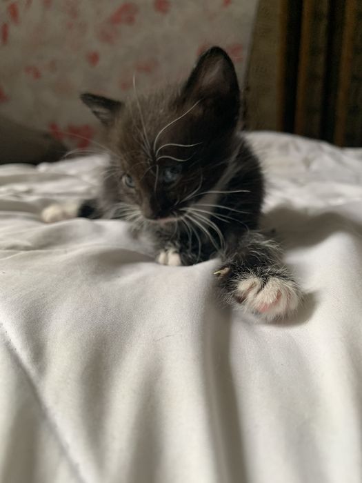 Отдам котят в добрые руки