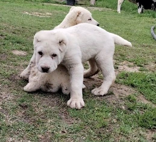 Алабай Тозаларидан еркак