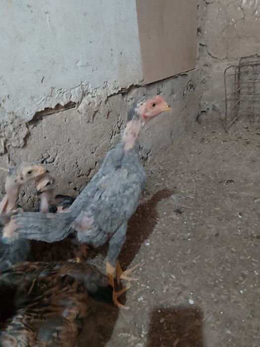 Дакан пепел шоже