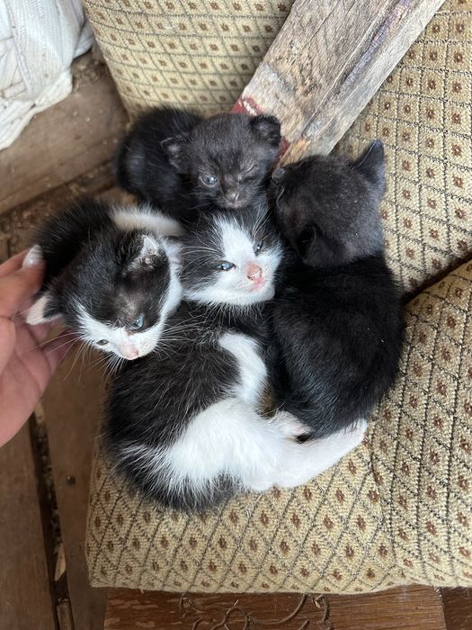 Pui de pisica catre adoptie