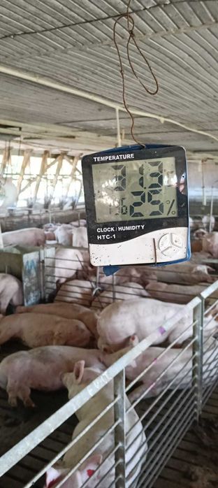 SE VINDE Ferma de ingrasare porci + actiuni cooperativa reproductie