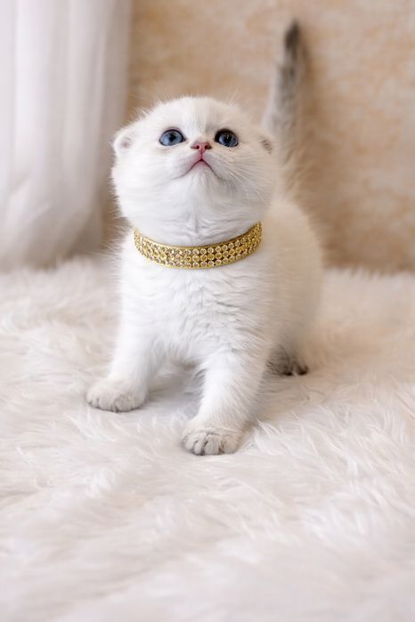 Золотая шиншилла скоттиш Фолдик