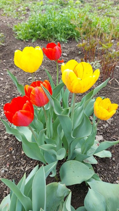 Тюльпаны красные, желтые, белые