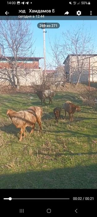 Кучкор сотилади эдил бай