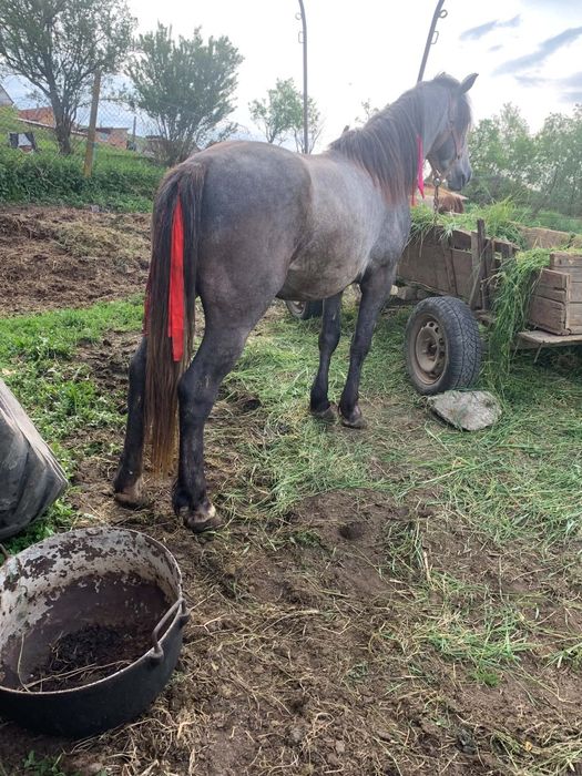 Vând sau schimb cu iapa armăsar de 3 ani garantat de ham