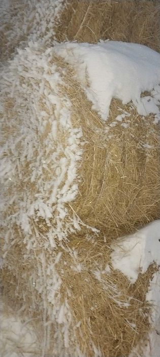 Салома в рулонах с пресса ПРФ 145