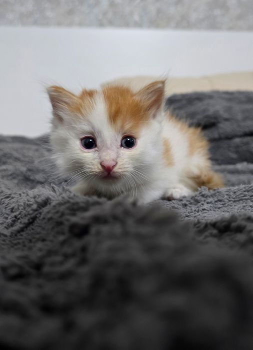 Очаровательные котята ищут дом)