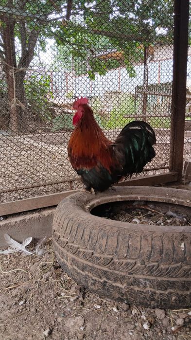 Продам карликовых курей