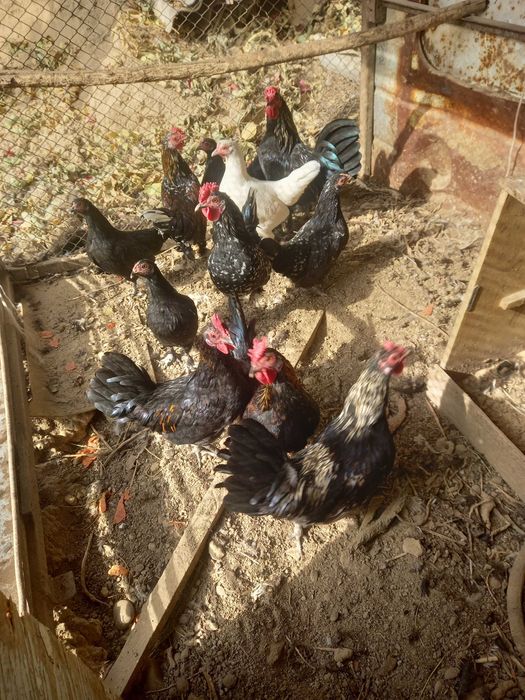 Япон товуклари.                       .