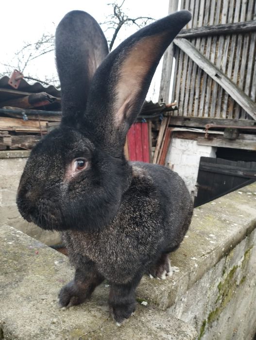 Uriaș german gri-fier