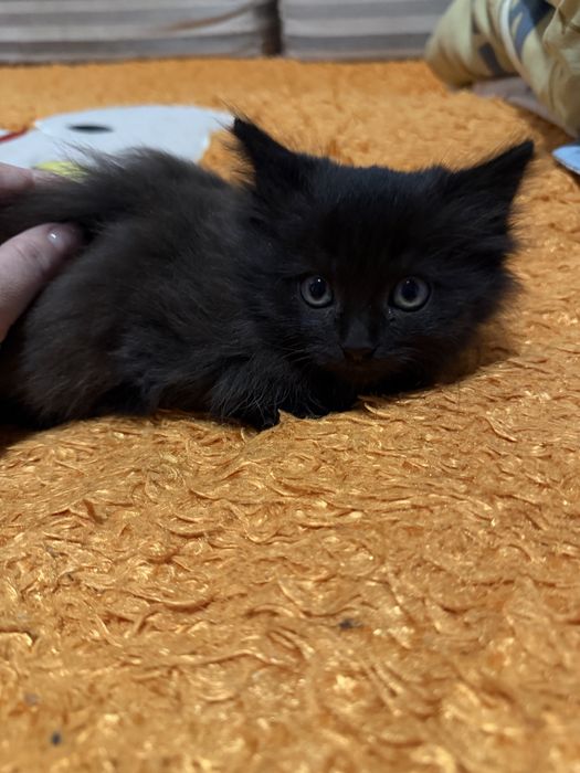 Отдам котят.В хорошие руки
