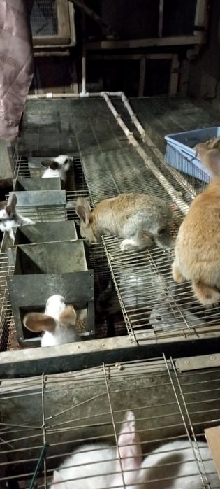 Куёнлар ва болалари сотилади