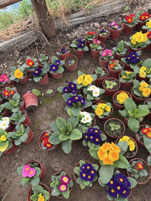 Цветы оптом разные