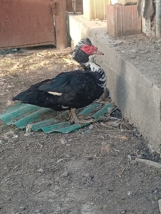 Vând doi rățoli mută vârstă un an