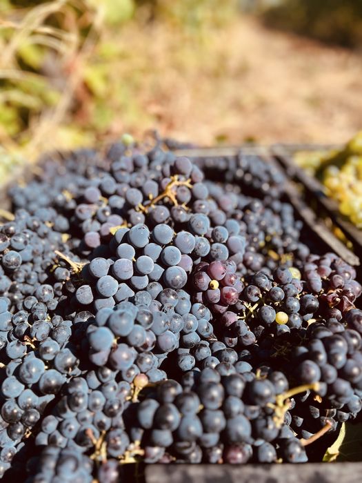 Cabd struguri de vin 2026