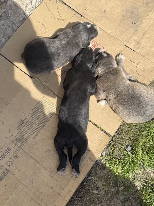 Қумай тазы кушиктер сатылады срочно