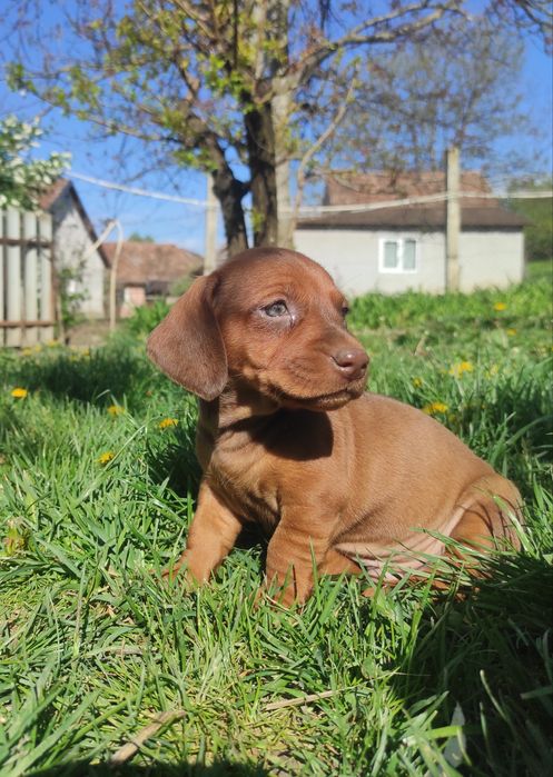 Catel Teckel Dachsund