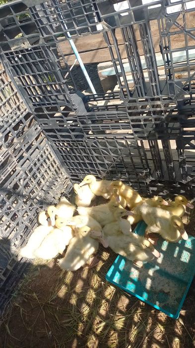 Утки, Гуси срочно продам