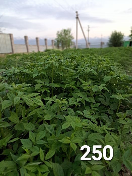 Продам Агава и Саженцы.