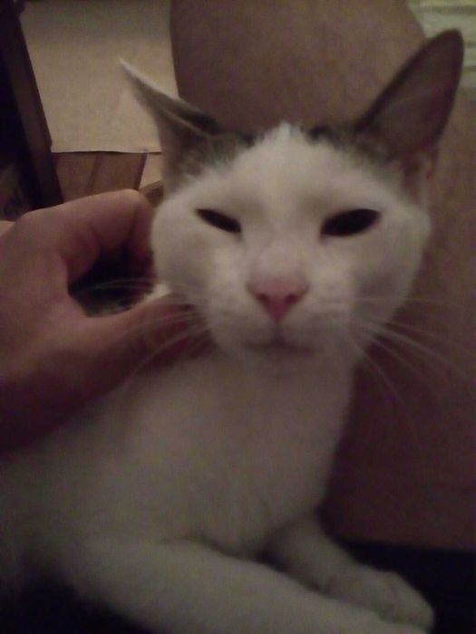 Подарявам мъжко котенце