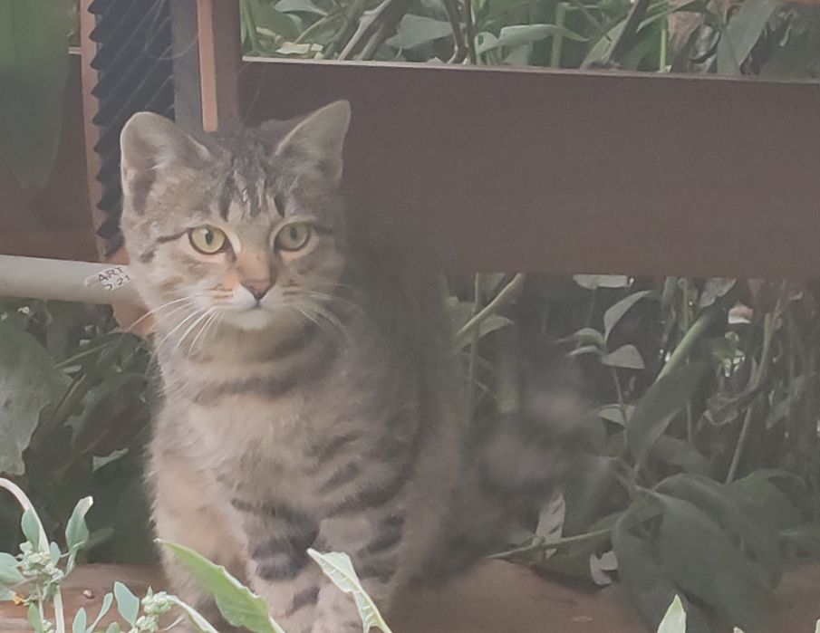 Котик бесплатный