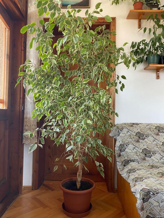 Голяма красива финикова палма висока близо 2 метра. Фикус Бенджамин 1.50 и юки от 1 м до 2 метра в отлично състояние.