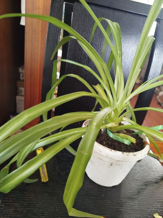 Продам комнатные цветы