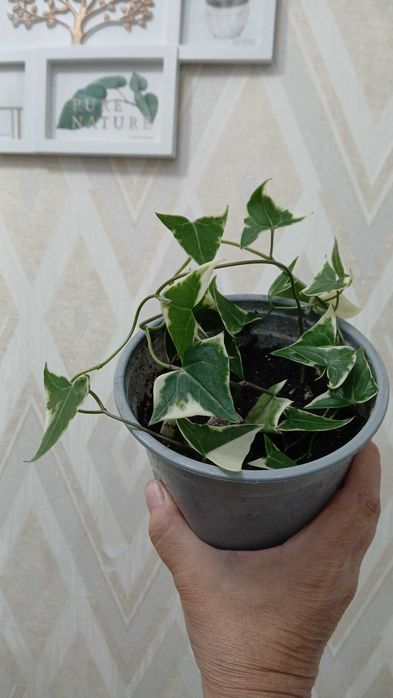 Комнатные цветы домашние