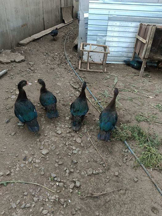 Продам индоуток.