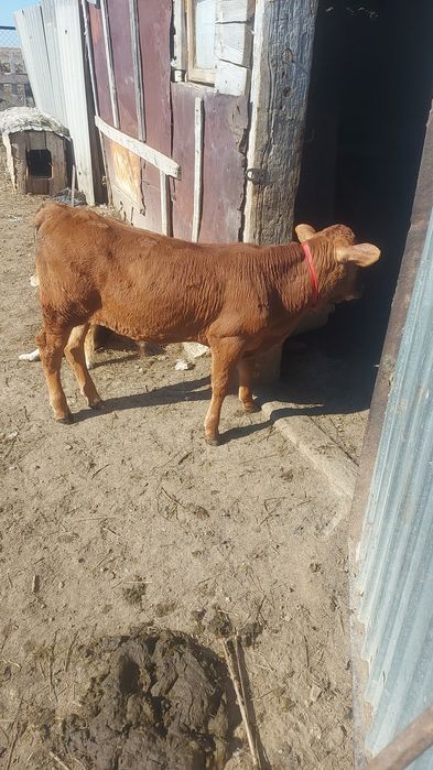 Продам бычков этого года