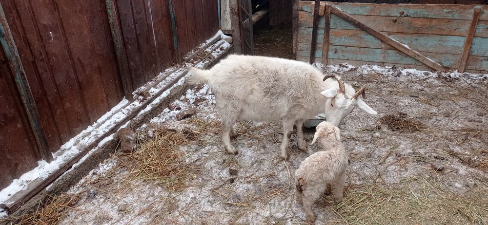 Лакты ешки сатылады