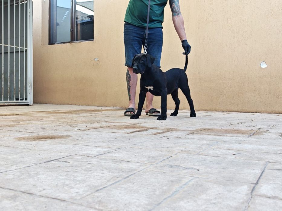Femela de Presa Canario