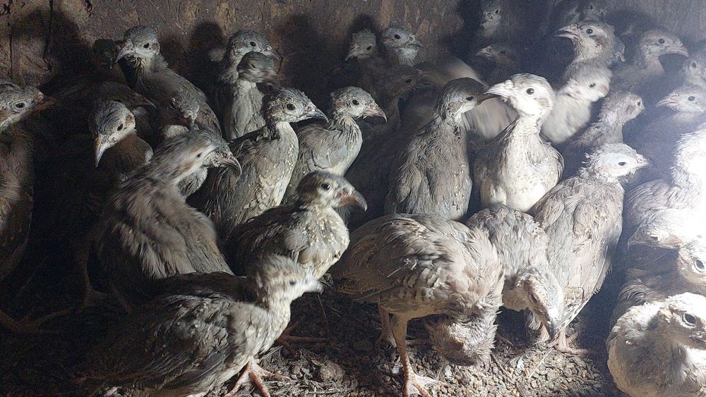 Кеклик иранский разных возрастов