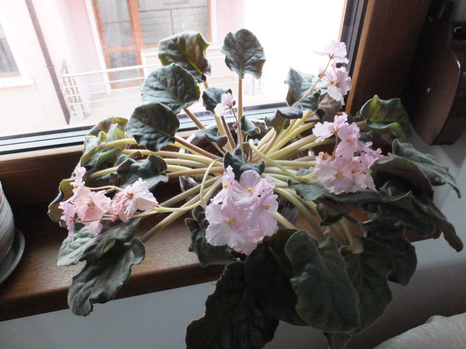 Fujifilm FinePix F770EXR 16 MPx