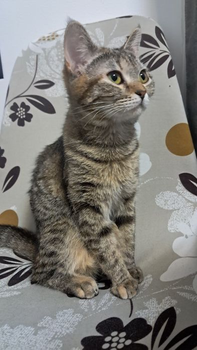 Подарявам  котка