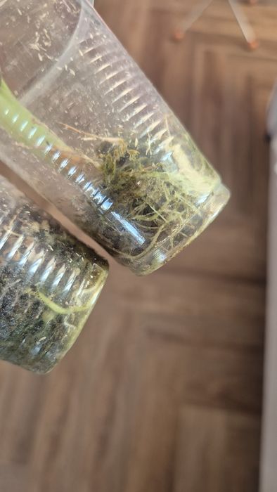 Детки алоказии Regal shield