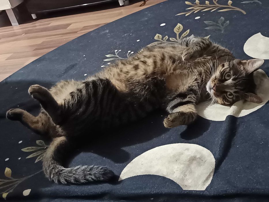 Motan pentru adopție urgent