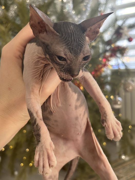Продается котенок сфинкс