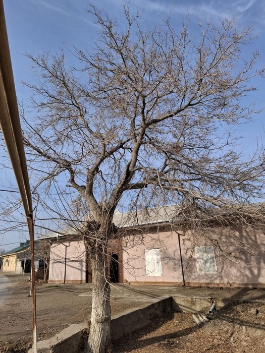 Tut daraxti sotiladi