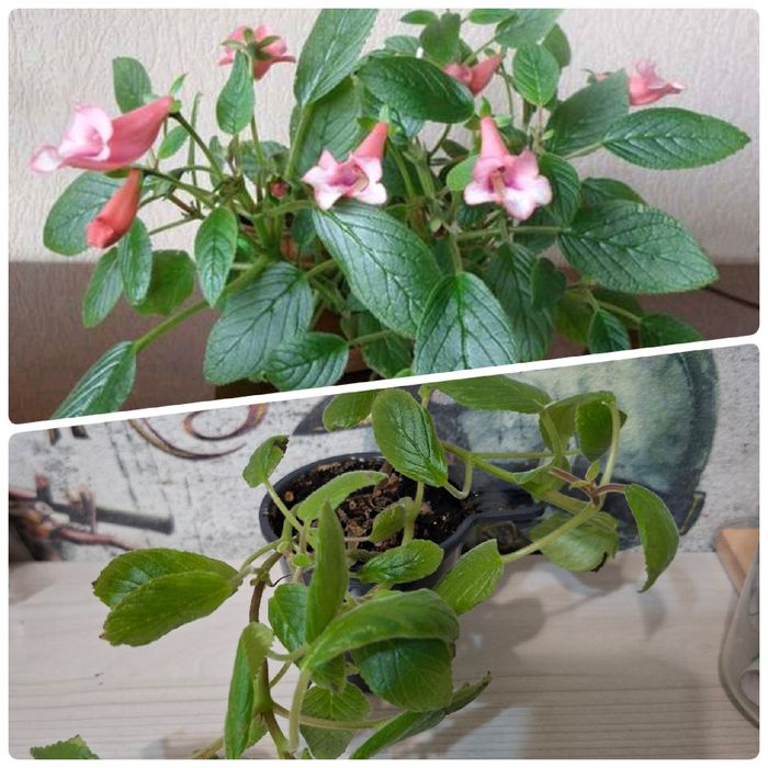 Продам комнатные цветы