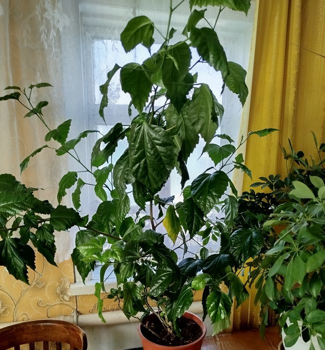 Срочно, продам комнатные цветы