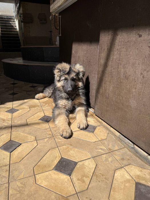 Продаються щенки