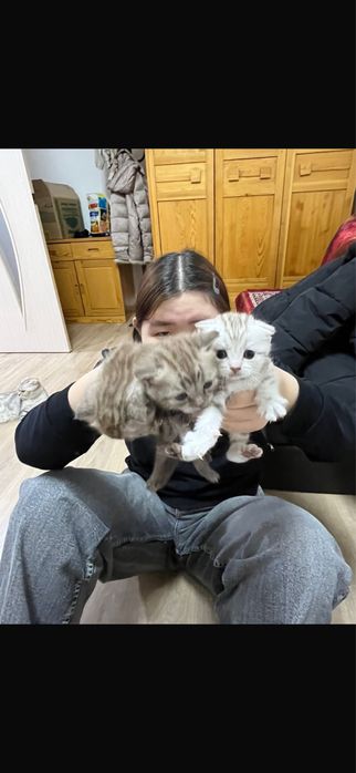 Шотланские котята 55.000