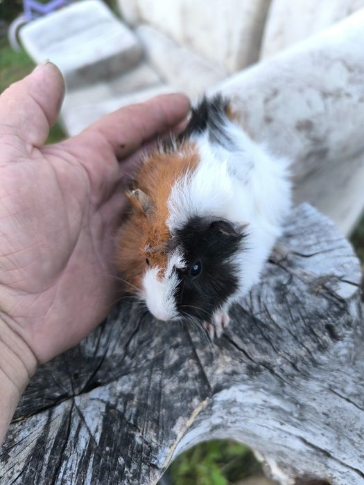 Малки морски свинчета