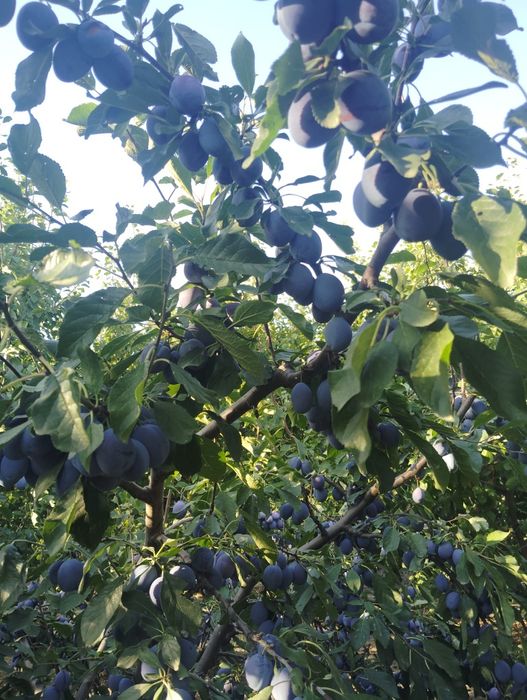 Vând livada de pruni