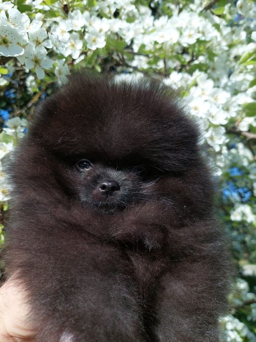 Mascul Pomeranian cu pedigree ACHR
