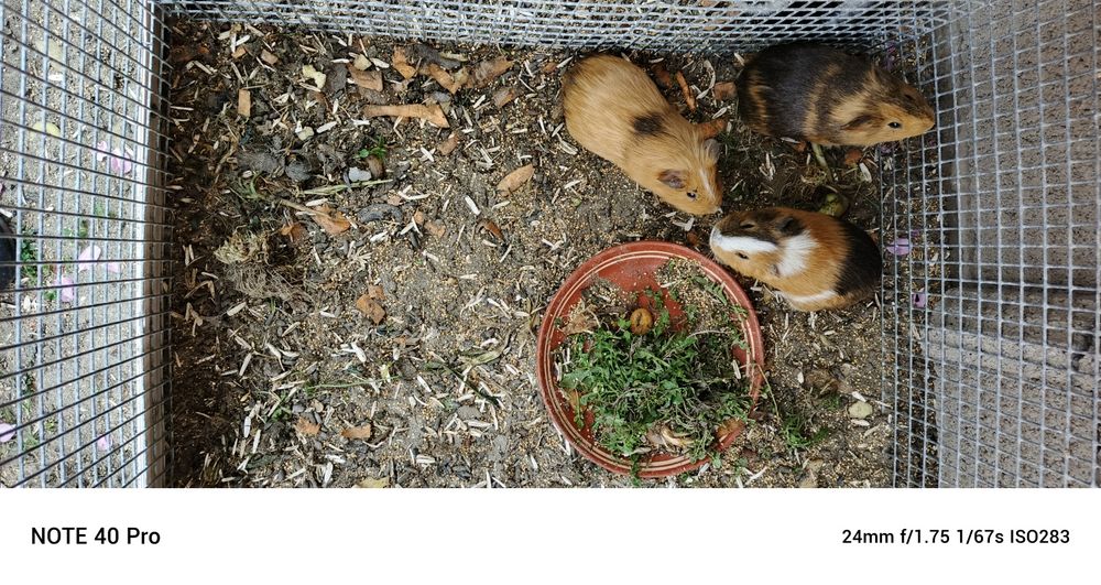 Морской свинка хаммаси эркак