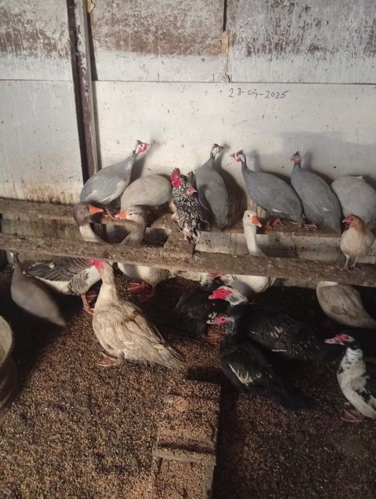 Vând Gâște Rațe și Bibilici s-au Schimb cu Oi