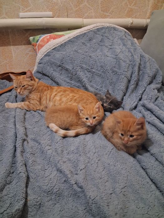 Отдам котят в добрые руки
